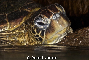 In a lava tube air bubble I surfaced to get a glimpse whe... by Beat J Korner 